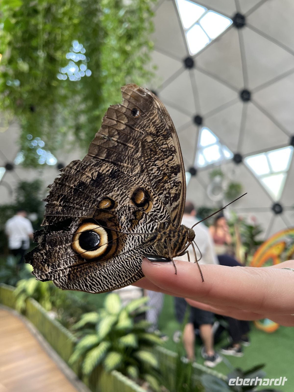 Dubai Schmetterlingspark