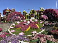 Dubai Mircale Garden