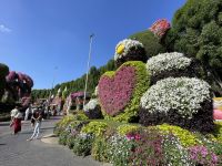 Dubai Mircale Garden