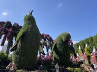 Dubai Mircale Garden