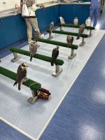 Abu Dhabi Falkenkrankenhaus