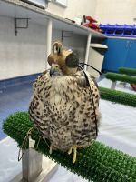 Abu Dhabi Falkenkrankenhaus