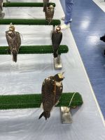 Abu Dhabi Falkenkrankenhaus