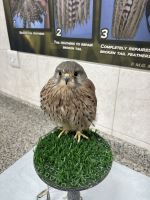 Abu Dhabi Falkenkrankenhaus