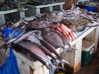 Fischmarkt in Sharjah