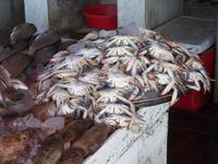 Fischmarkt in Sharjah