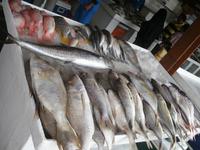Fischmarkt in Sharjah
