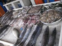 Fischmarkt in Sharjah