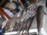 Fischmarkt in Sharjah