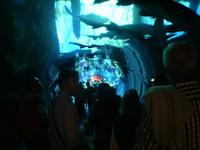 Tunnel im Aquarium