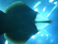 Guten Tag Herr Rochen!