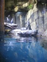 Guten Tag Herr Pinguin!