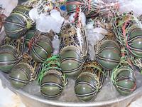 Besuch auf dem Fischmarkt