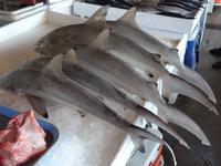 Babyhaie auf dem Fischmarkt