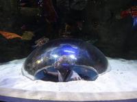 Im Dubai Mall Aquarium
