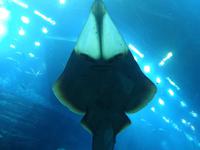 Im Dubai Mall Aquarium