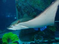 Im Dubai Mall Aquarium