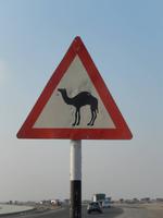 Achtung Kamel