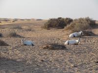 Antilopen