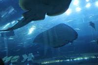 Aquarium Budai Mall
