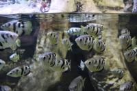 Aquarium Dubai Mall