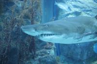 Dubai Aquarium