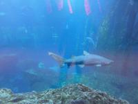 Dubai Aquarium