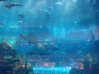 Dubai Mall Aquarium