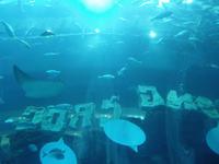 Dubai Mall Aquarium