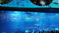 Dubai Mall Aquarium