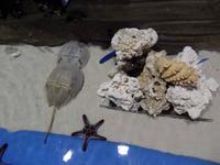 Dubai Mall Zoo