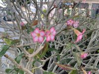 Palmeninsel - Wüstenrose