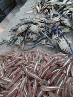 Sharjah Fisch Markt