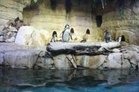 Stadtrundfahrt - Dubai Aquarium und Zoo