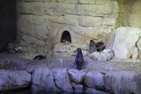 Zoo Dubai Mall - Pinguine