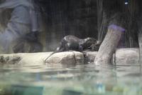 Zoo Dubai Mall