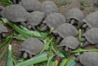 Aufzuchtstation der Riesenschildkröten