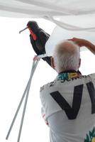 Fregattvogel Galápagos