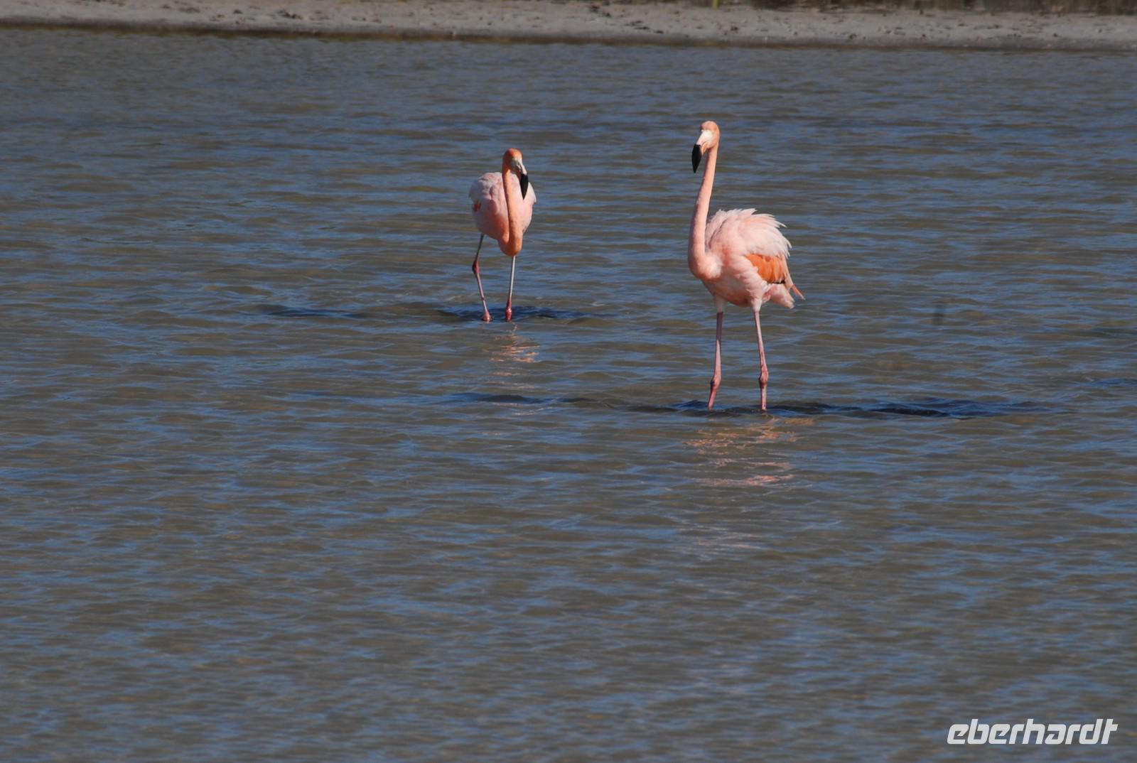 Flamingos