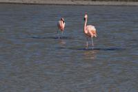 Flamingos