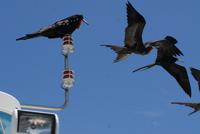 Fregattvogel Galápagos