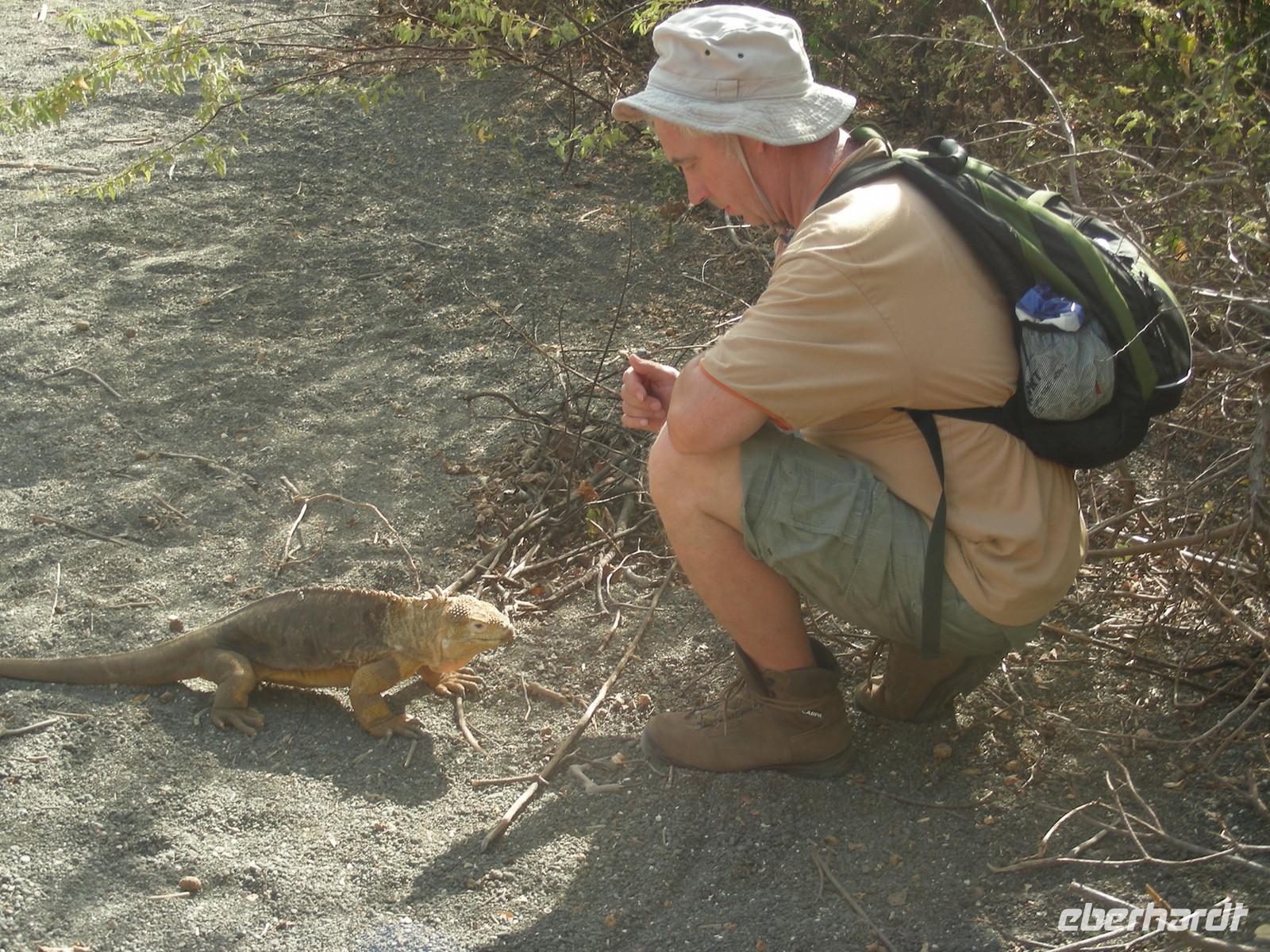 Galápagos Landleguan