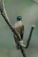 Brauner Veilchenohr Kolibri