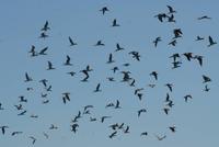 Blaufußtölpel bei einer 