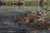Große Meeresechse auf Isabela