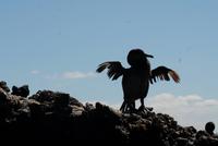 Flugunfähiger Kormoran