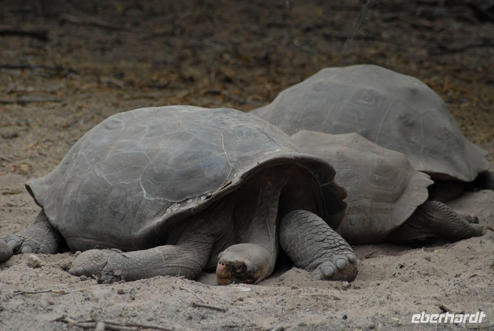 Riesenschildkröten von der Sierra Negra