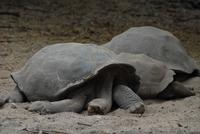 Riesenschildkröten von der Sierra Negra