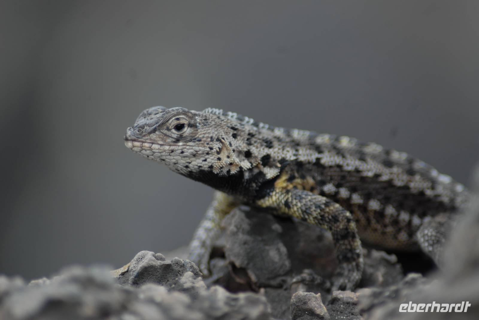 Lavaechse von Floreana