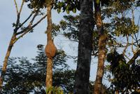 Baumtermitennest in Bellavista